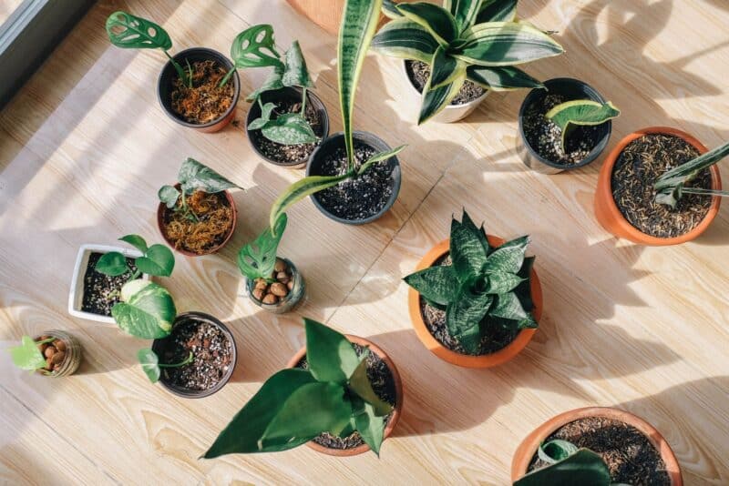Urban Jungle na Prática: Guia para Transformar Sua Casa com Plantas