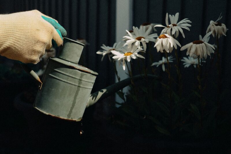A arte de regar: descubra a frequência ideal para cada tipo de planta