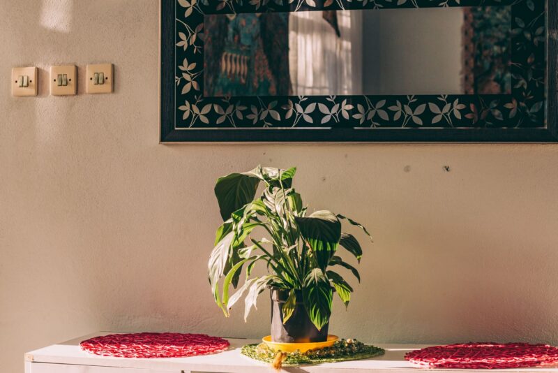 10 plantas que sobrevivem em ambientes escuros e transformam cantos sem graça da casa