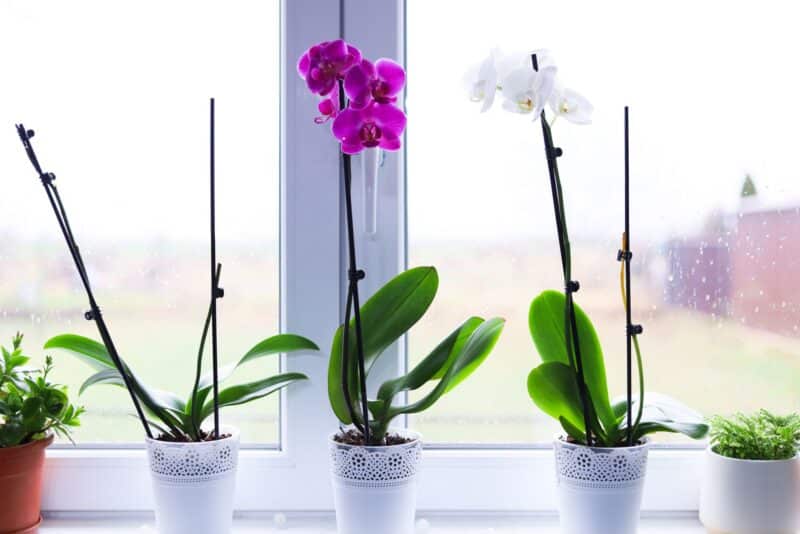 Orquídeas para iniciantes: como fazer sua Phalaenopsis florescer de novo depois que as flores caem