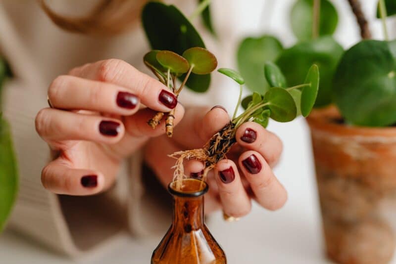 Multiplique suas plantas de graça: o passo a passo da propagação por estacas e mudas