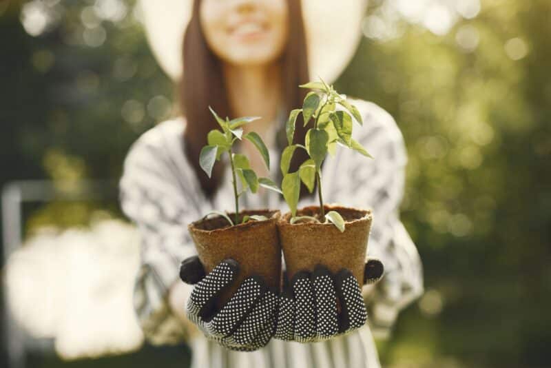 O que plantar em cada estação: o calendário definitivo da jardinagem no Brasil
