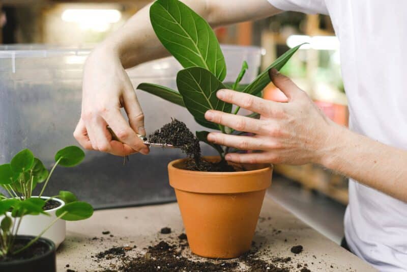 Vasos de barro, plástico ou cimento? Como escolher o recipiente certo para cada planta